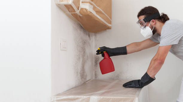 Professional Basement Mold Removal technician working in Accokeek, MD